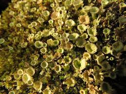 Attēlu rezultāti vaicājumam “Cladonia norvegica”