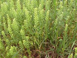 Attēlu rezultāti vaicājumam “Lepidium densiflorum”