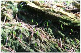 Attēlu rezultāti vaicājumam “Buxbaumia aphylla sporophyte”