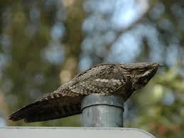 Attēlu rezultāti vaicājumam “Caprimulgus europaeus juvenile”