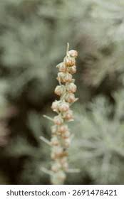 Attēlu rezultāti vaicājumam “Artemisia absinthium flower”