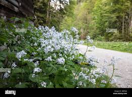 Attēlu rezultāti vaicājumam “Lunaria rediviva bud”