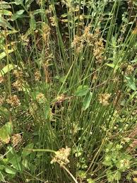 Attēlu rezultāti vaicājumam “Juncus effusus fruit”