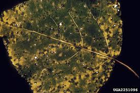 Attēlu rezultāti vaicājumam “Melampsora populnea”