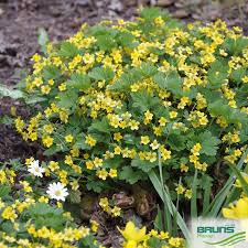 Attēlu rezultāti vaicājumam “Waldsteinia geoides flower”