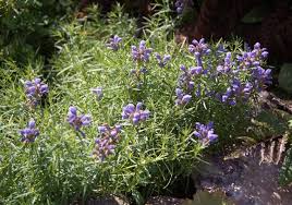 Attēlu rezultāti vaicājumam “Dracocephalum ruyschiana”