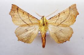 Attēlu rezultāti vaicājumam “Ennomos alniaria”