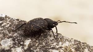 Attēlu rezultāti vaicājumam “Grynocharis oblonga”