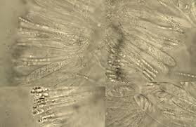 Attēlu rezultāti vaicājumam “Hymenoscyphus imberbis”