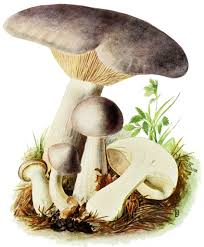 Attēlu rezultāti vaicājumam “Clitocybe nebularis”