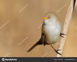 Attēlu rezultāti vaicājumam “Panurus biarmicus female”