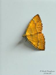 Attēlu rezultāti vaicājumam “Camptogramma bilineata”