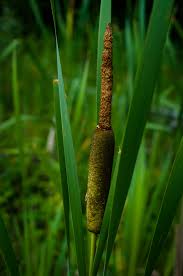 Attēlu rezultāti vaicājumam “Typha latifolia leaf”