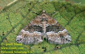 Attēlu rezultāti vaicājumam “Perizoma bifaciata”