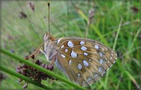 Attēlu rezultāti vaicājumam “Argynnis aglaja”
