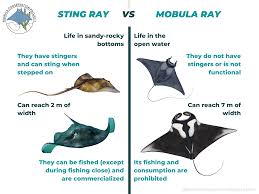 Image result for Mobula hypostoma