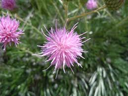 Image result for Ptilostemon afer