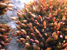 Attēlu rezultāti vaicājumam “Orthotrichum anomalum”