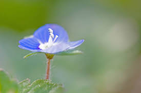 Attēlu rezultāti vaicājumam “Veronica persica leaf”