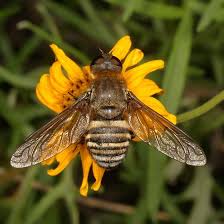 Attēlu rezultāti vaicājumam “Bombyliidae”