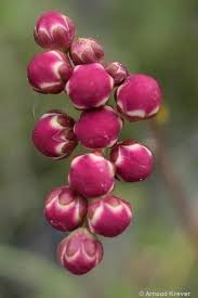 Attēlu rezultāti vaicājumam “Filipendula vulgaris bud”