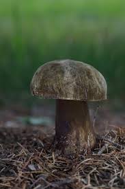 Attēlu rezultāti vaicājumam “Porphyrellus porphyrosporus”