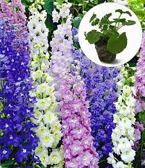 Image result for Rittersporn