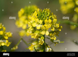 Attēlu rezultāti vaicājumam “Sisymbrium loeselii flower”