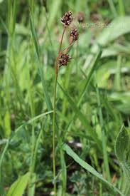 Attēlu rezultāti vaicājumam “Luzula campestris fruit”