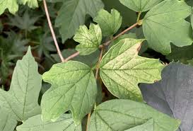 Attēlu rezultāti vaicājumam “Viburnum opulus leaf”