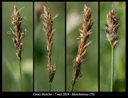 Attēlu rezultāti vaicājumam “Carex disticha”