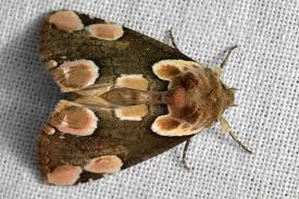 Attēlu rezultāti vaicājumam “Thyatira batis”