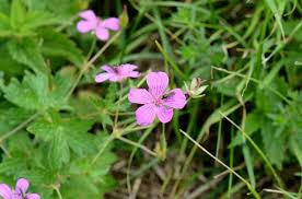 Attēlu rezultāti vaicājumam “Geranium palustre”