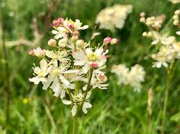 Attēlu rezultāti vaicājumam “Filipendula vulgaris”