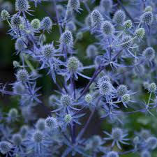Image result for Eryngium `Blue Hobbit`