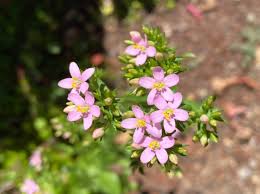 Image result for Centaurium erythraea