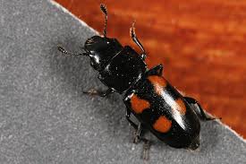 Attēlu rezultāti vaicājumam “Glischrochilus grandis”