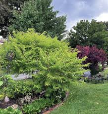 Attēlu rezultāti vaicājumam “Diderma tigrinum stalked”