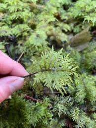Attēlu rezultāti vaicājumam “Hylocomium splendens”