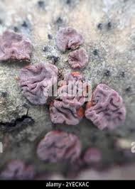 Attēlu rezultāti vaicājumam “Peniophora rufa”