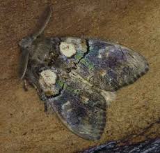 Attēlu rezultāti vaicājumam “Lymantriidae”