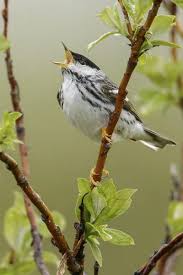 Image result for Dendroica striata