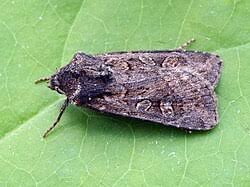 Attēlu rezultāti vaicājumam “Euxoa nigricans”