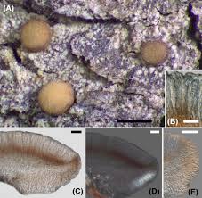 Attēlu rezultāti vaicājumam “Bacidia subincompta”