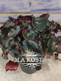 Image result for Бегония Элатиор 12х22 4601887072423