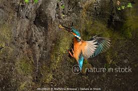 Attēlu rezultāti vaicājumam “Alcedo atthis nest”