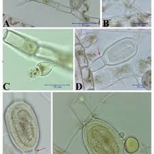 Attēlu rezultāti vaicājumam “Bulbochaete mirabilis”