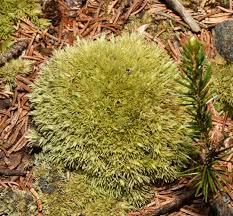 Attēlu rezultāti vaicājumam “Leucobryum glaucum”