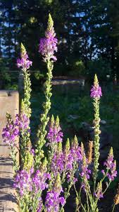 Image result for Linaria purpurea