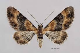 Attēlu rezultāti vaicājumam “Eupithecia linariata”